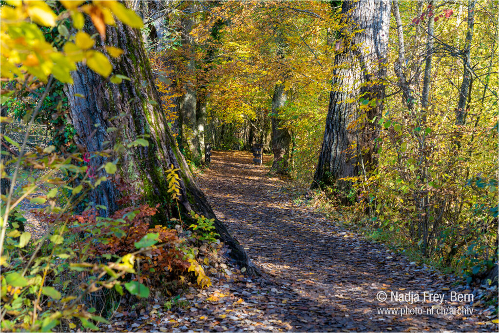 Spaziergang an der Aare im goldenen Herbst