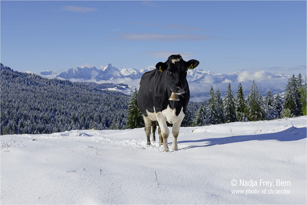 Kuh im Schnee Stockhornkette