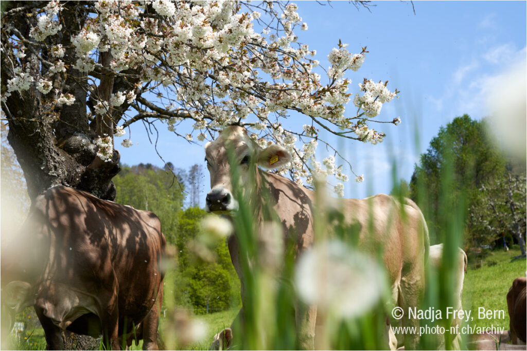 Kühe unter blühendem Obstbaum bein Bantigen Dorf