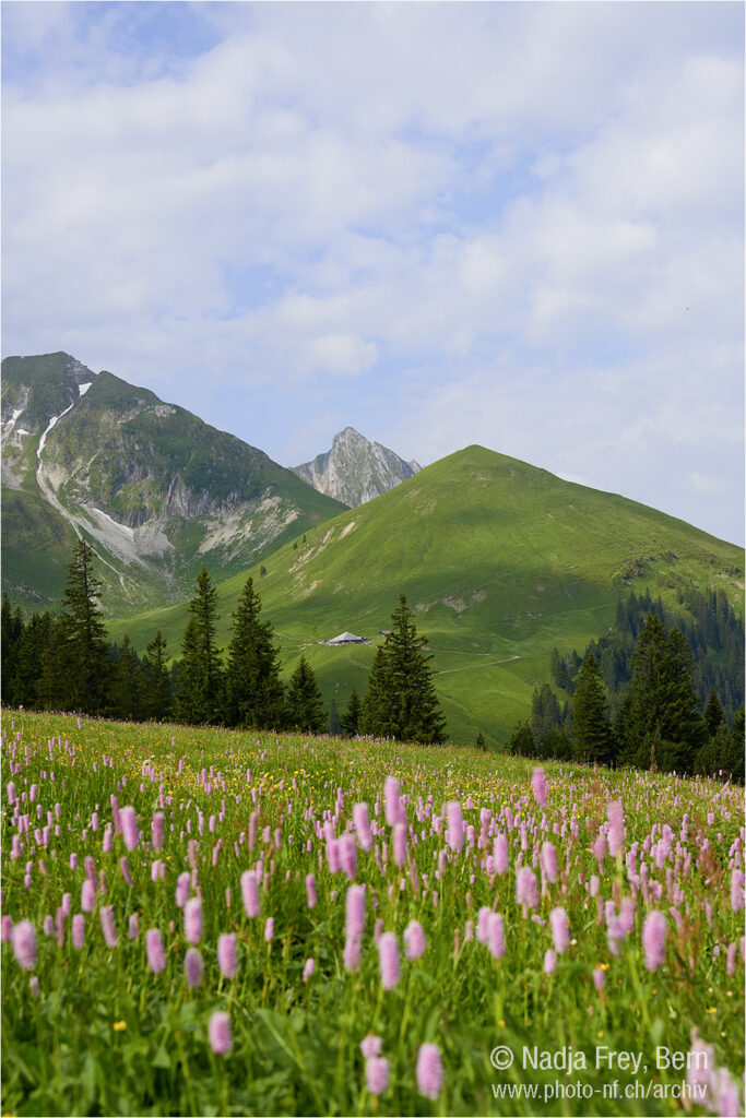 Gantrisch Wanderung im Sommer Feldblumen Birehubel und Ochse