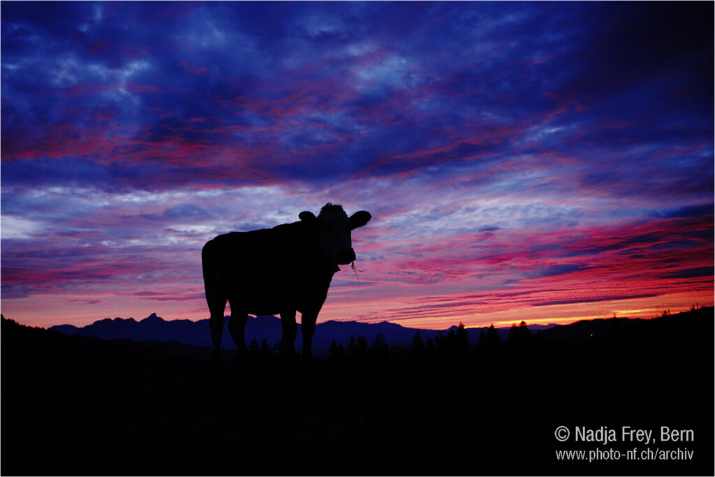„Gusti“ (Rind im zweiten Lebensjahr) als Silhouette nach Sonnenuntergang auf der Alp Schinegg