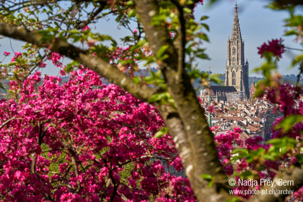 Münster Bern ummantelt mit japanischen Kirschblüten 