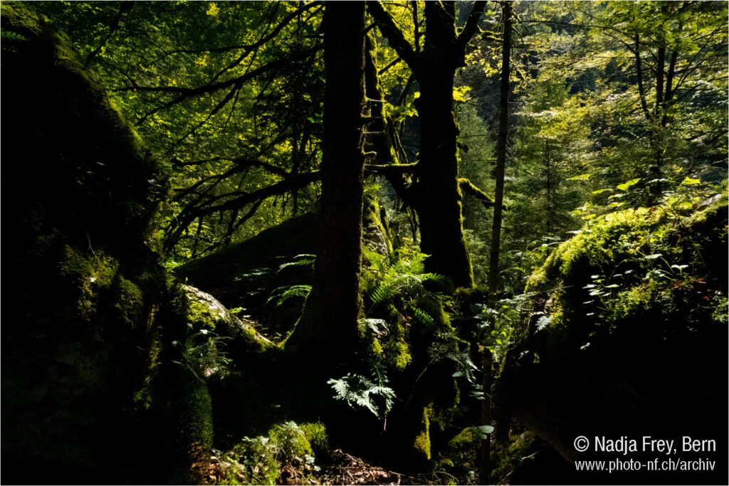 Ein märchenhafter saftiger grüner und mit Moos verkleideter Wald