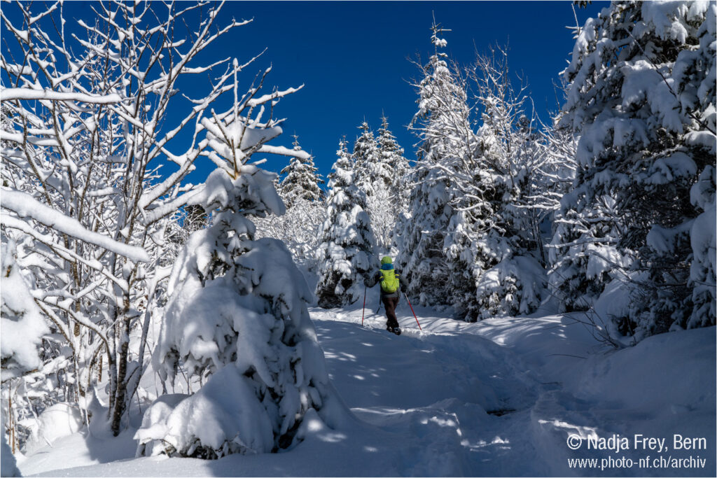 Schneeschuh Wanderung im frisch verschneiten Wald