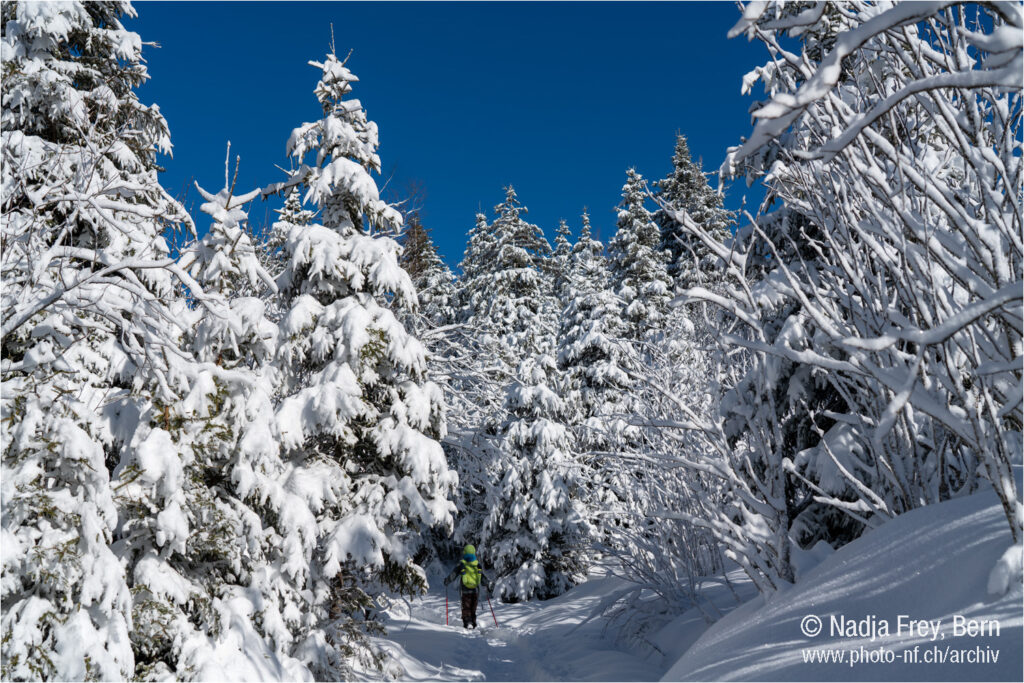 Schneeschuh Wanderung im frisch verschneiten Wald