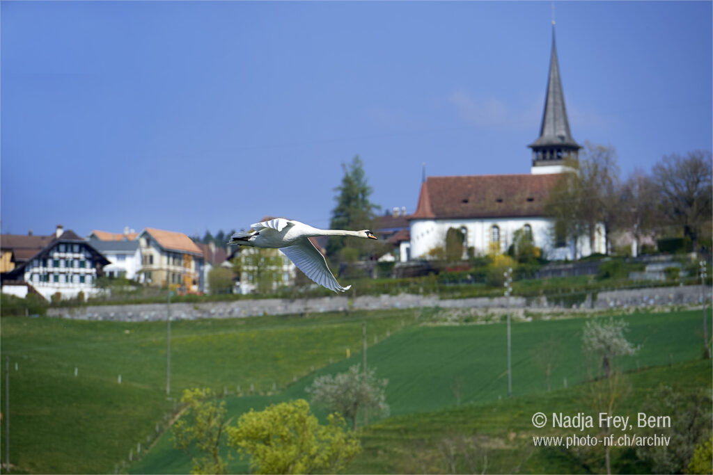 Schwan fliegt über den Wohlensee an der Kirche vorbei