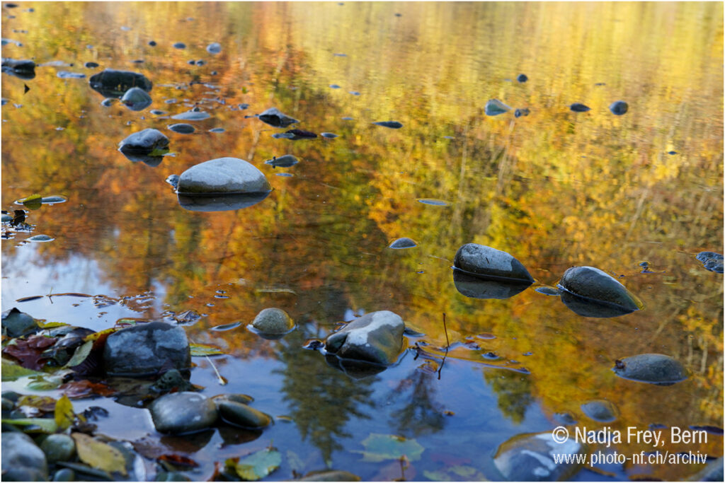 Goldener Herbstwald spiegelt sich im Wasser