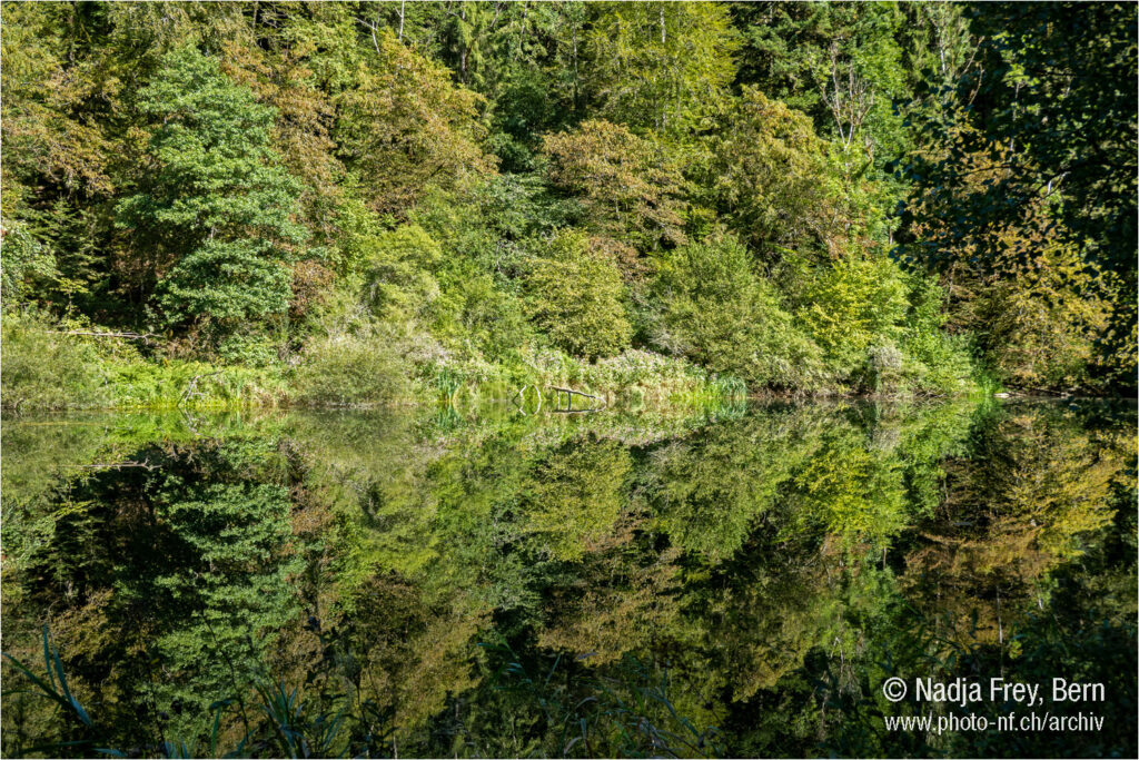 Glasklare Spiegelung im Fluss Doubs