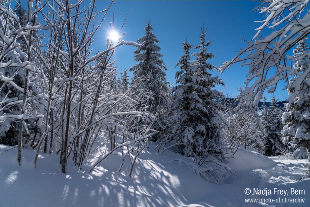 Wanderung im frisch verschneiten Wald